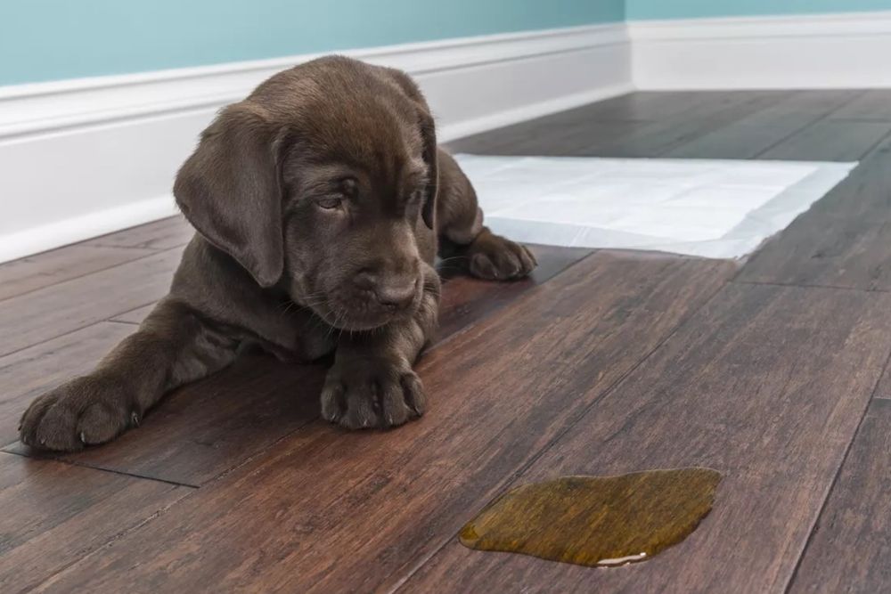 How to Get Dog Pee Smell Out of Wood Floors? A Comprehensive Guide!